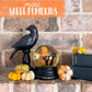 Saree Pumpkin | Medium