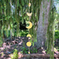 Moon Phase Chime: Gold