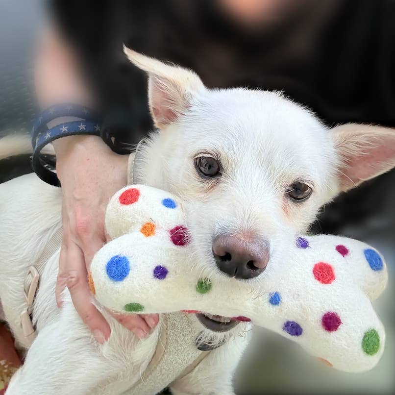 Eco Wool Dog Bones/Toys: Polka Dot & Tie-Dyed (Fair Trade): Tye-Dyed / Large